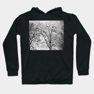 tree, autumn black and white design - Old tree Hoodie